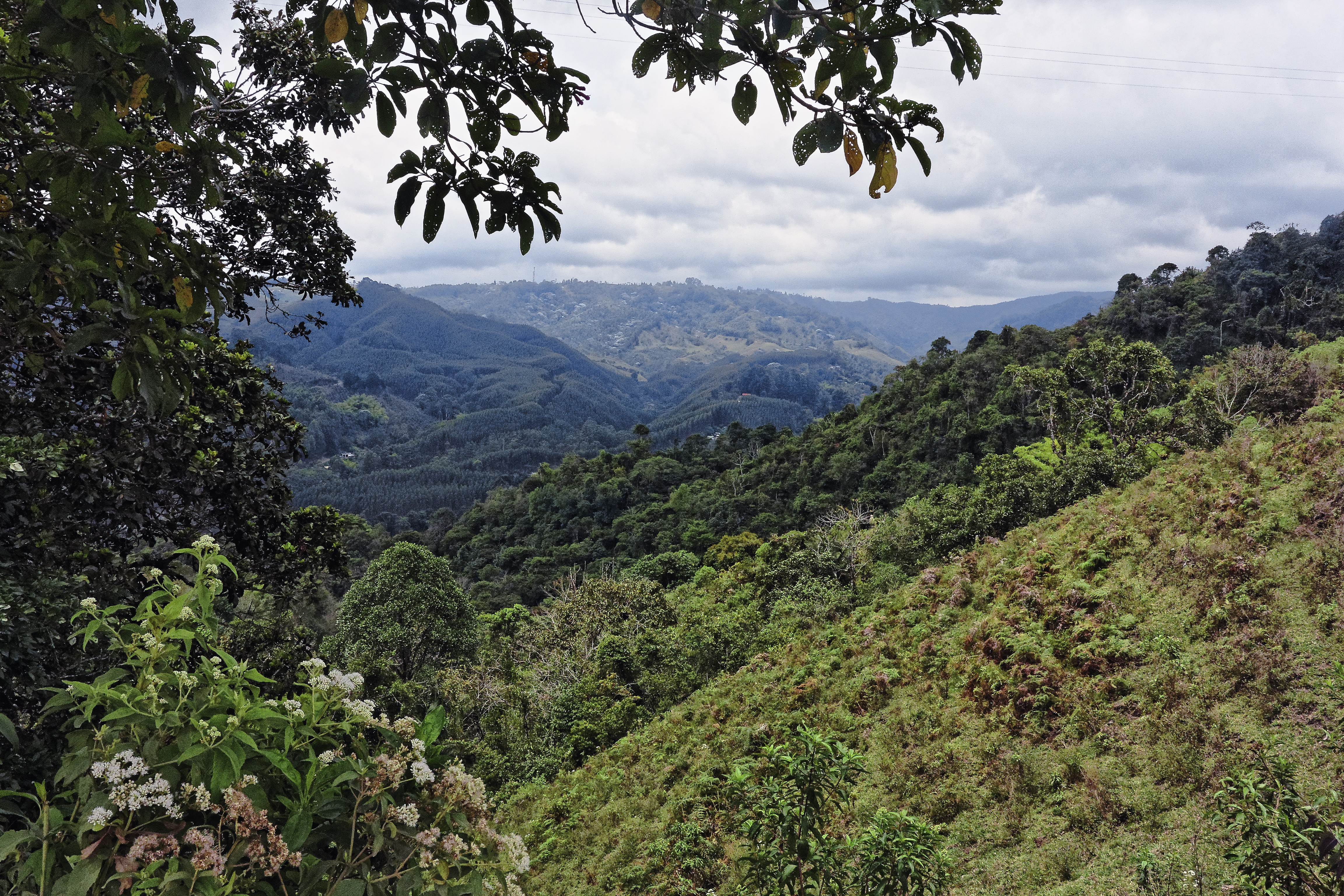 Image of Costa Rican forest