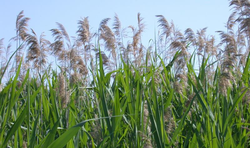 Image of Phragmites australis (common reed)