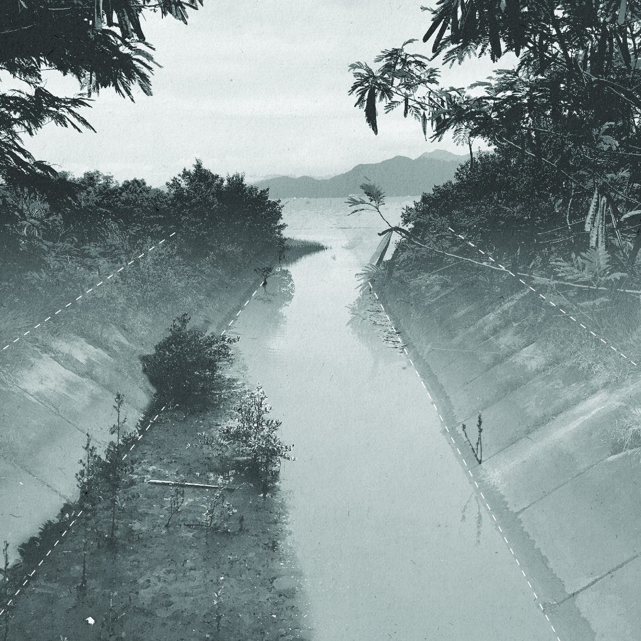 Mangrove image