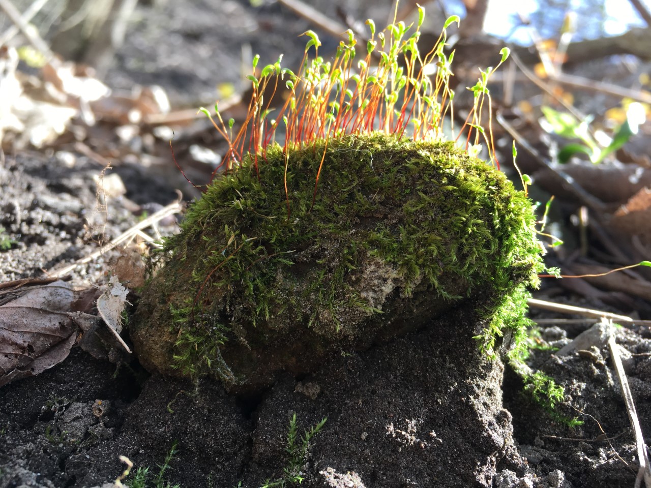 moss covered rock