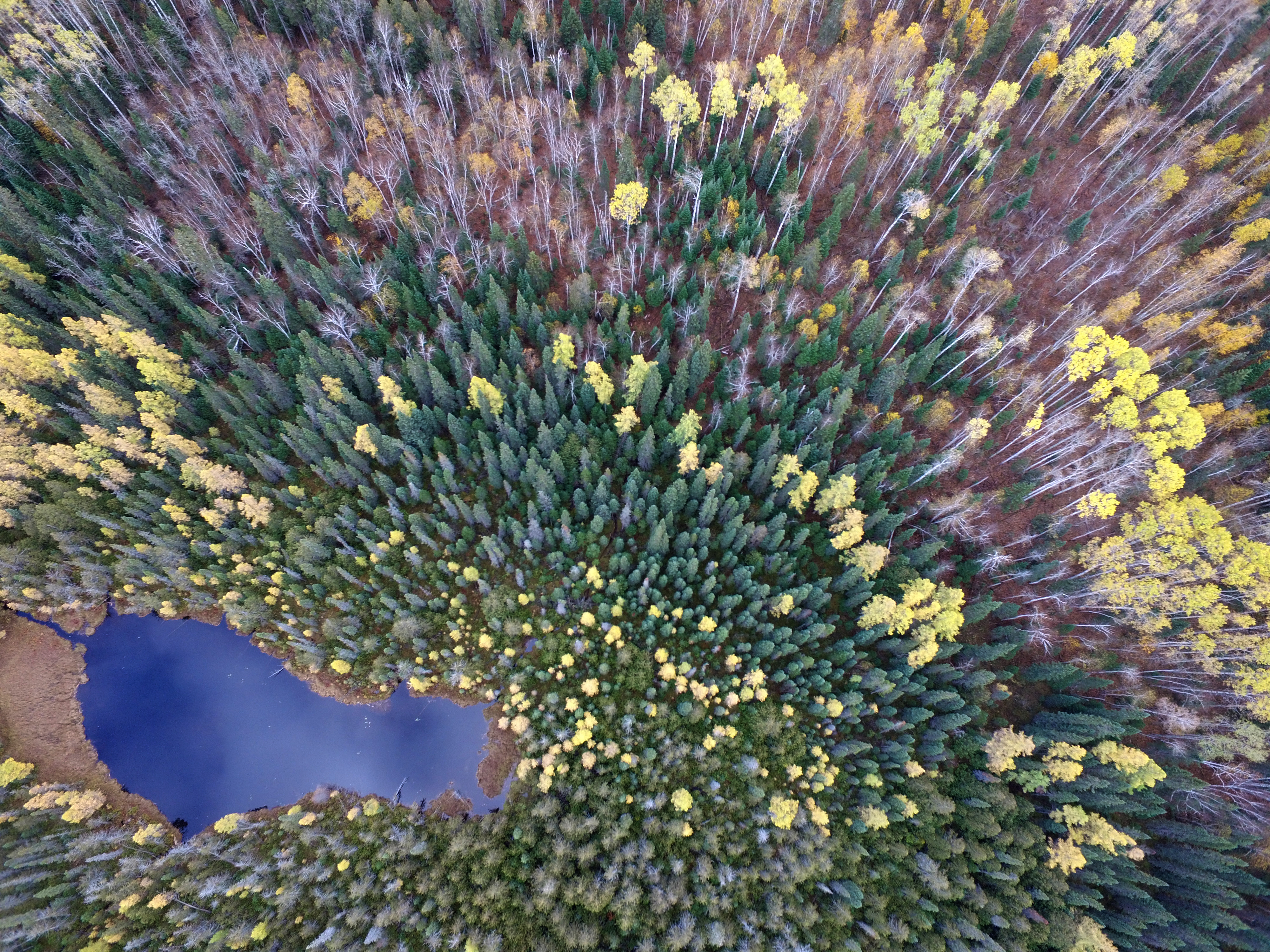 drone view of a forest by craig heinrich