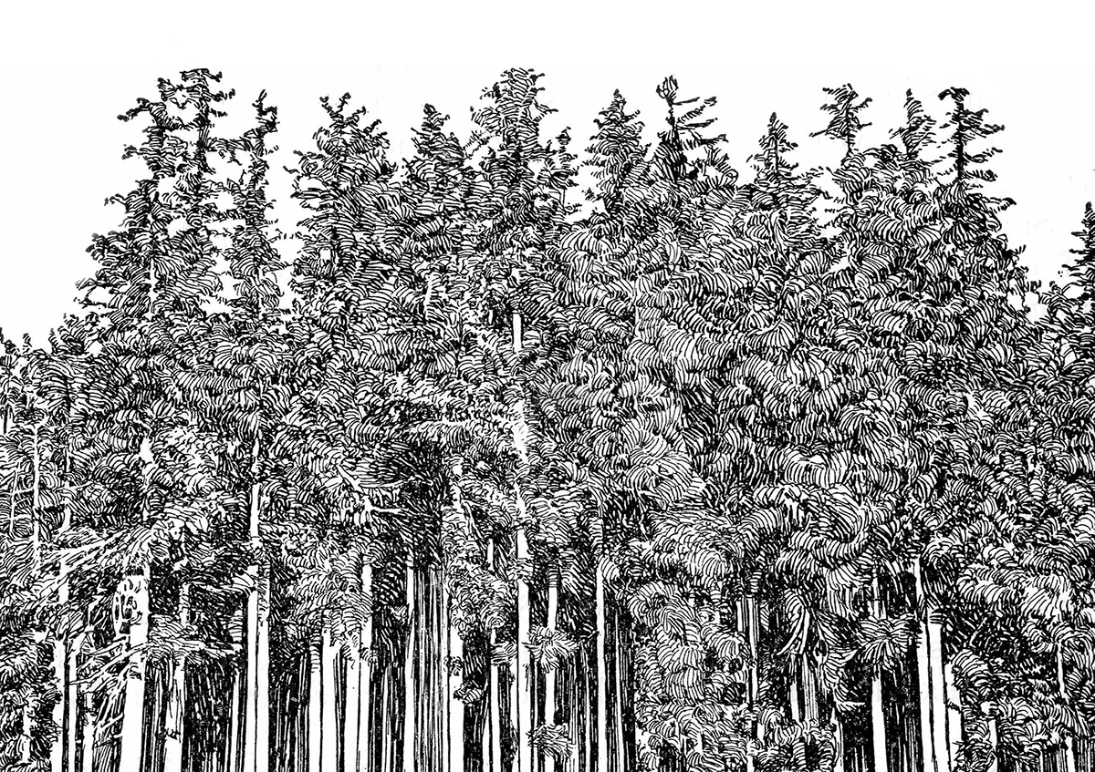 Forest Culture