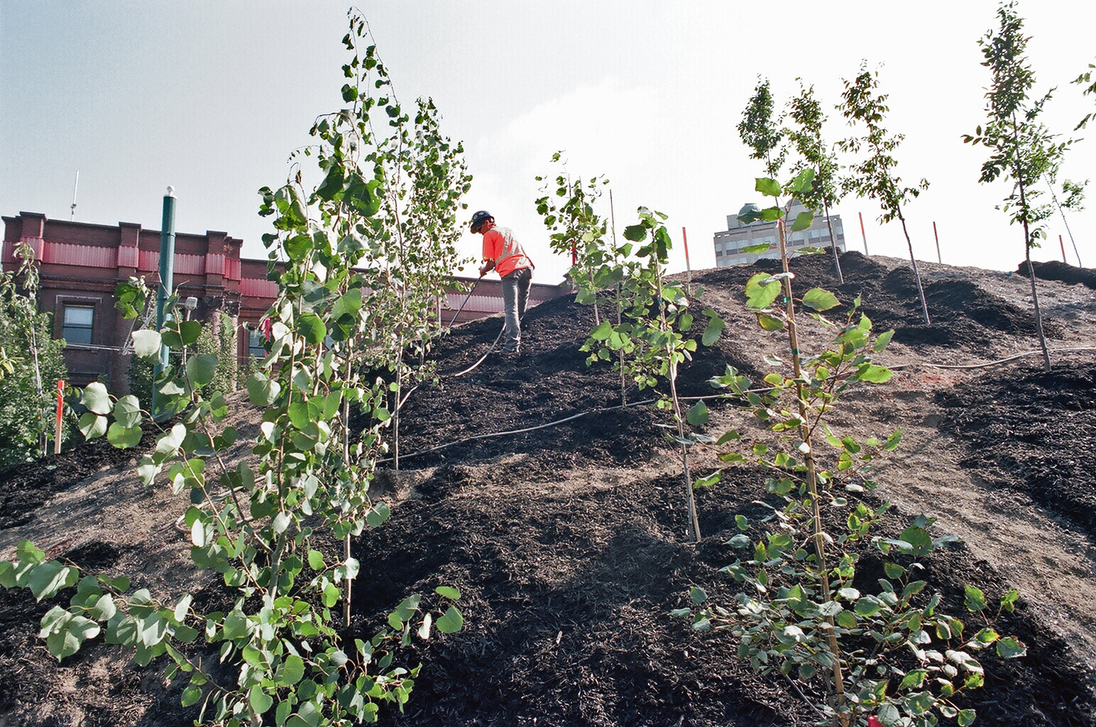 person on Darwin's Hill